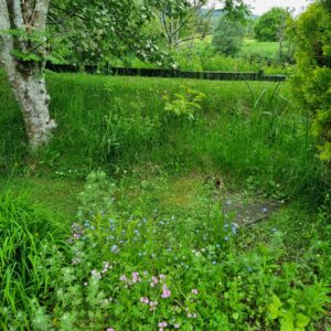 Wildflowers for no mow May