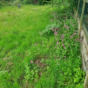 Red Campion on long grass for no mow May