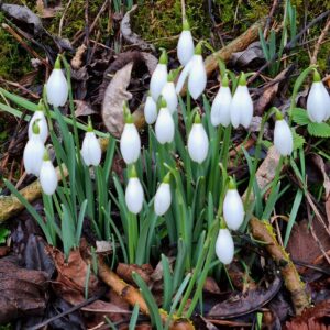 small group of close-up snowdrops on the forest floor