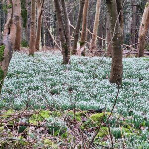 large swathe of Snowdrops in a woodland