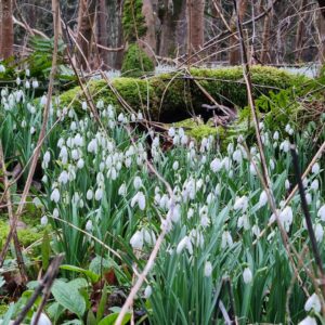 Snowdrops at Moncreiffe Hill Woods