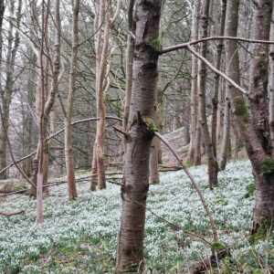 swathes of snowdrops on the forest floor at Moncreiffe Hill and woods