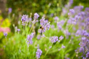 Lavender plant with bee
