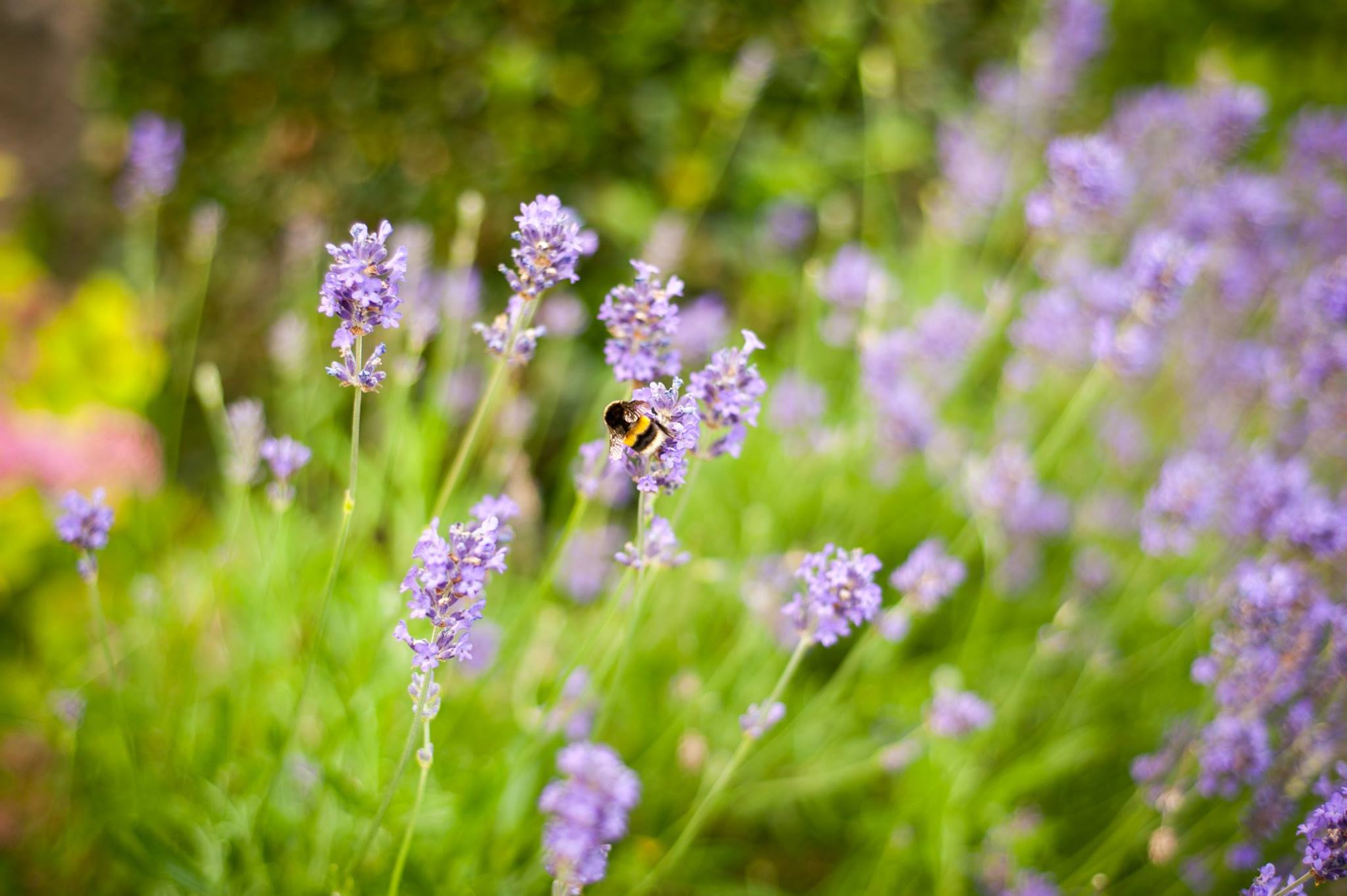 Gardening for Wildlife