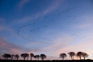 Autumn geese