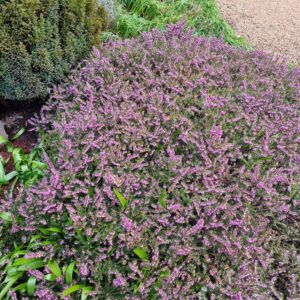 pink and purple heather