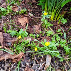winter aconite