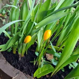 Spring flowers in a tub
