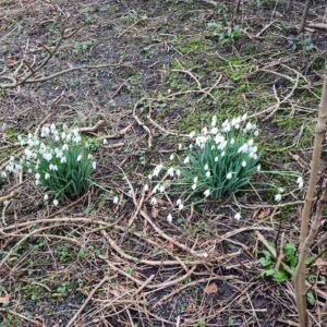 snowdrops