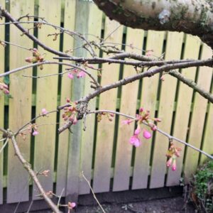 cherry blossom