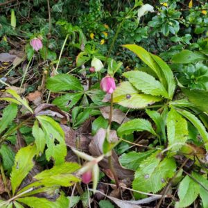 hellebore