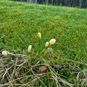 crocus