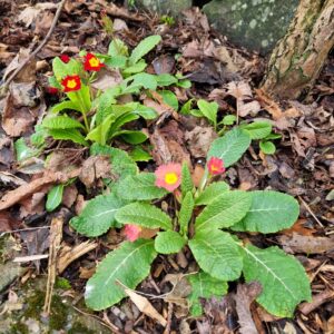 primrose