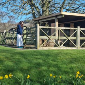 a girl standing next to the goats behind a row of daffodils